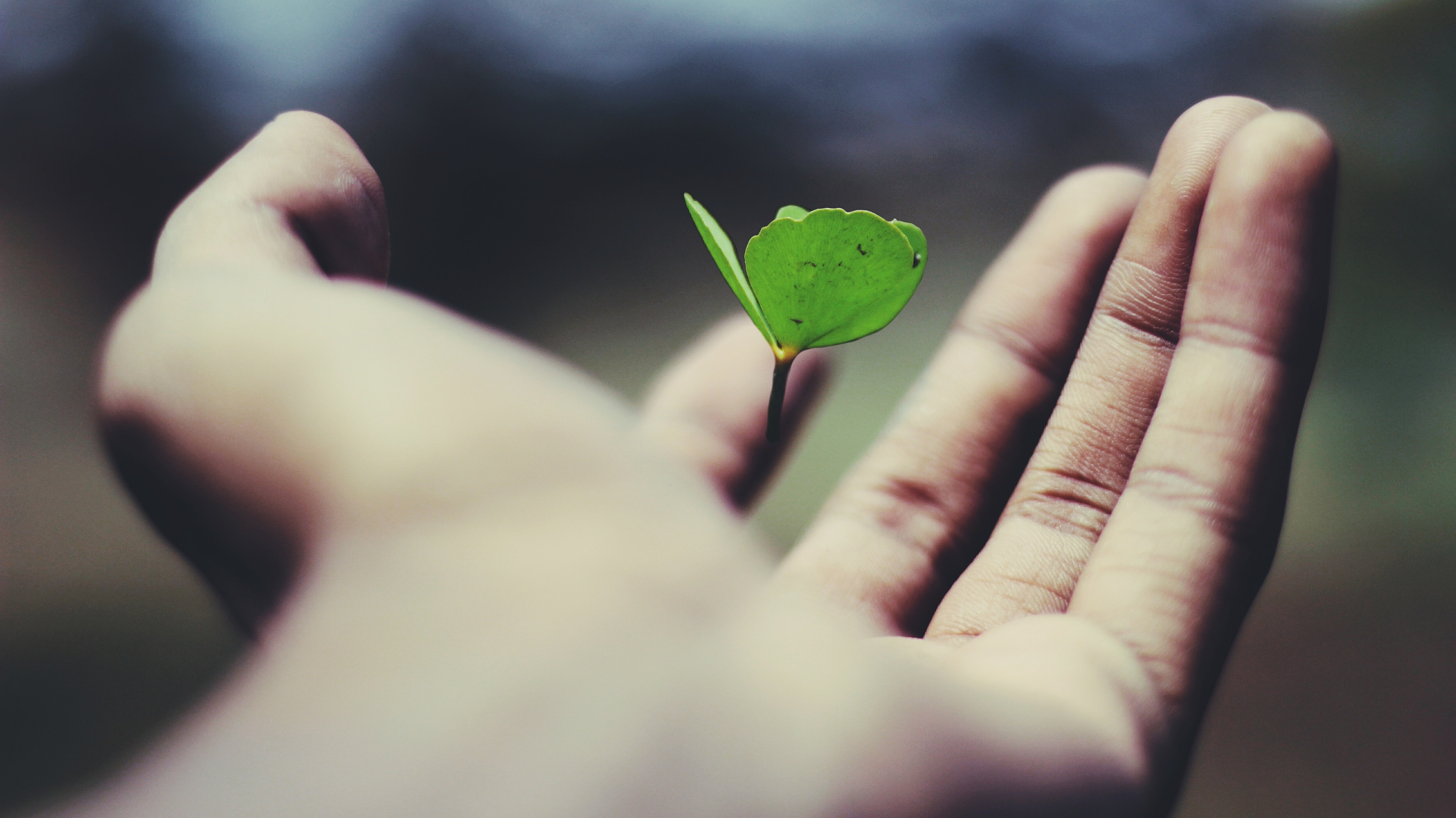 clover hand