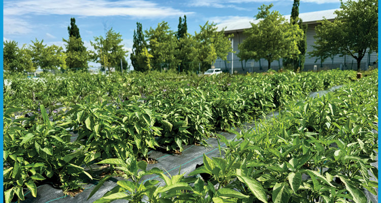 2024-EL-930x520-Farm.png