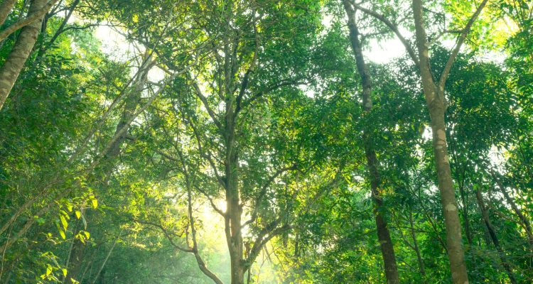 Environmental Initiative 2026