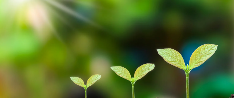 sustainability 
