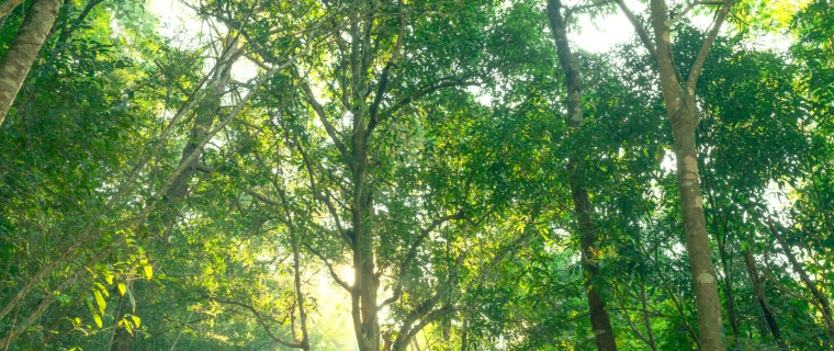 Environmental Initiative 2026