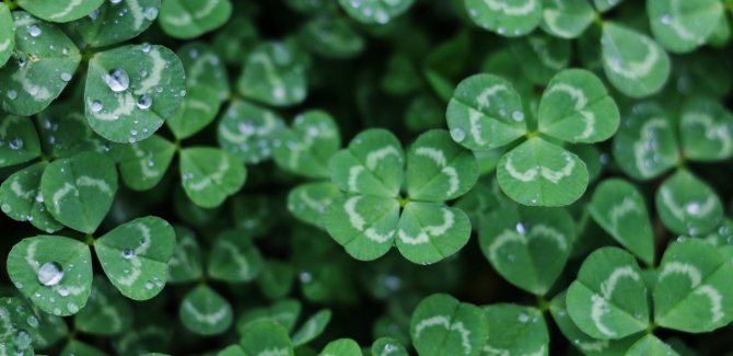 Clover