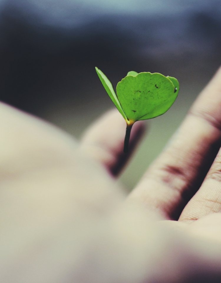 clover hand