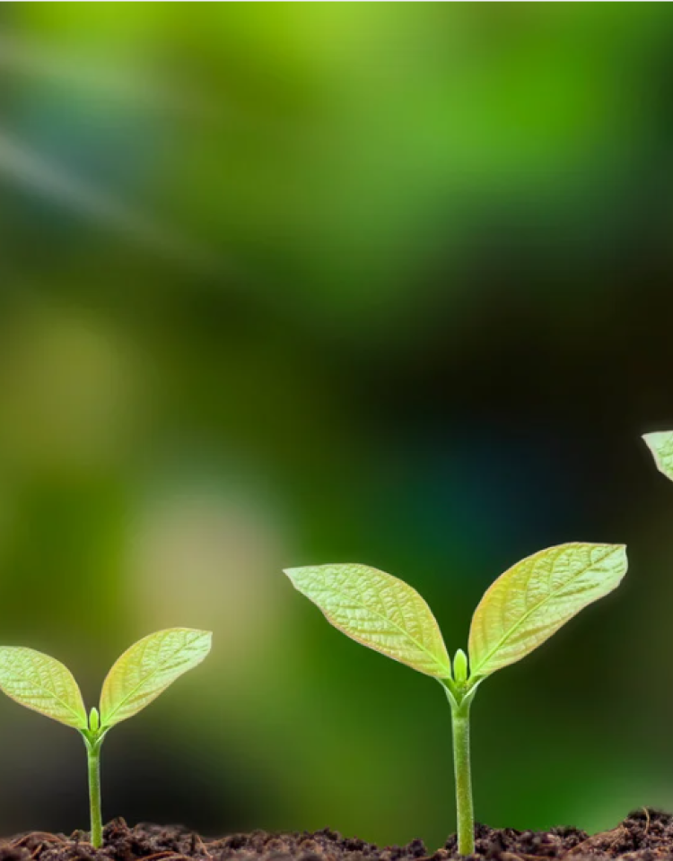sustainability