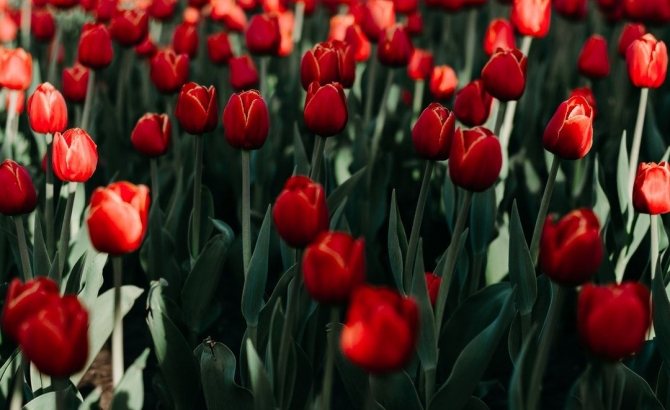 Test image