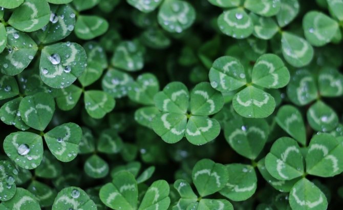 Clover